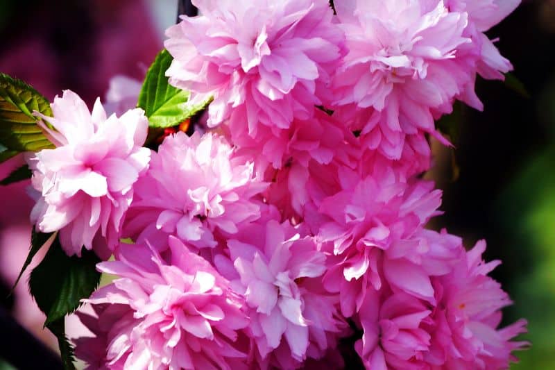 Japanische Hänge-Nelkenkirsche 'Kiku-shidare-Zakura' (Prunus serrulata)