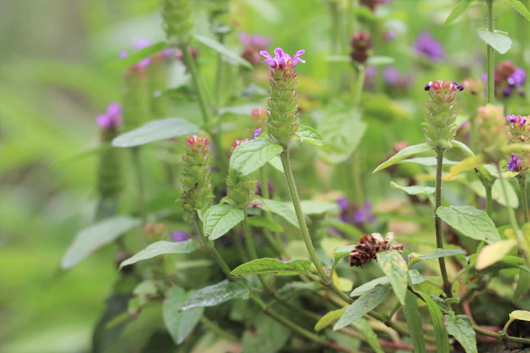 Kleine Braunelle (Prunella vulgaris)