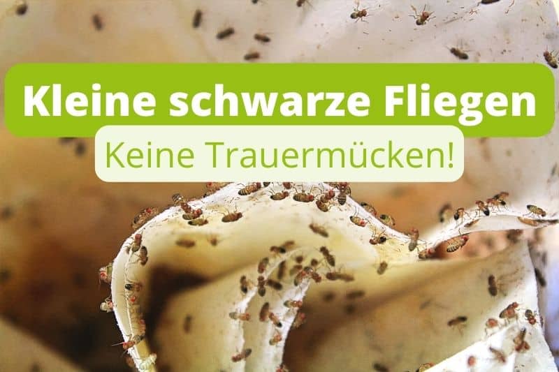 Kleine schwarze Fliegen an Kaffeefilter