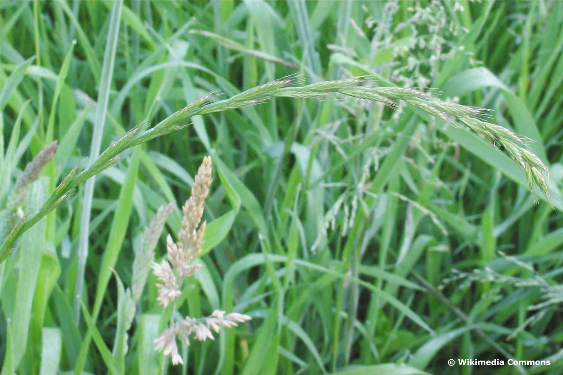 Kriech-Quecke (Elymus repens)