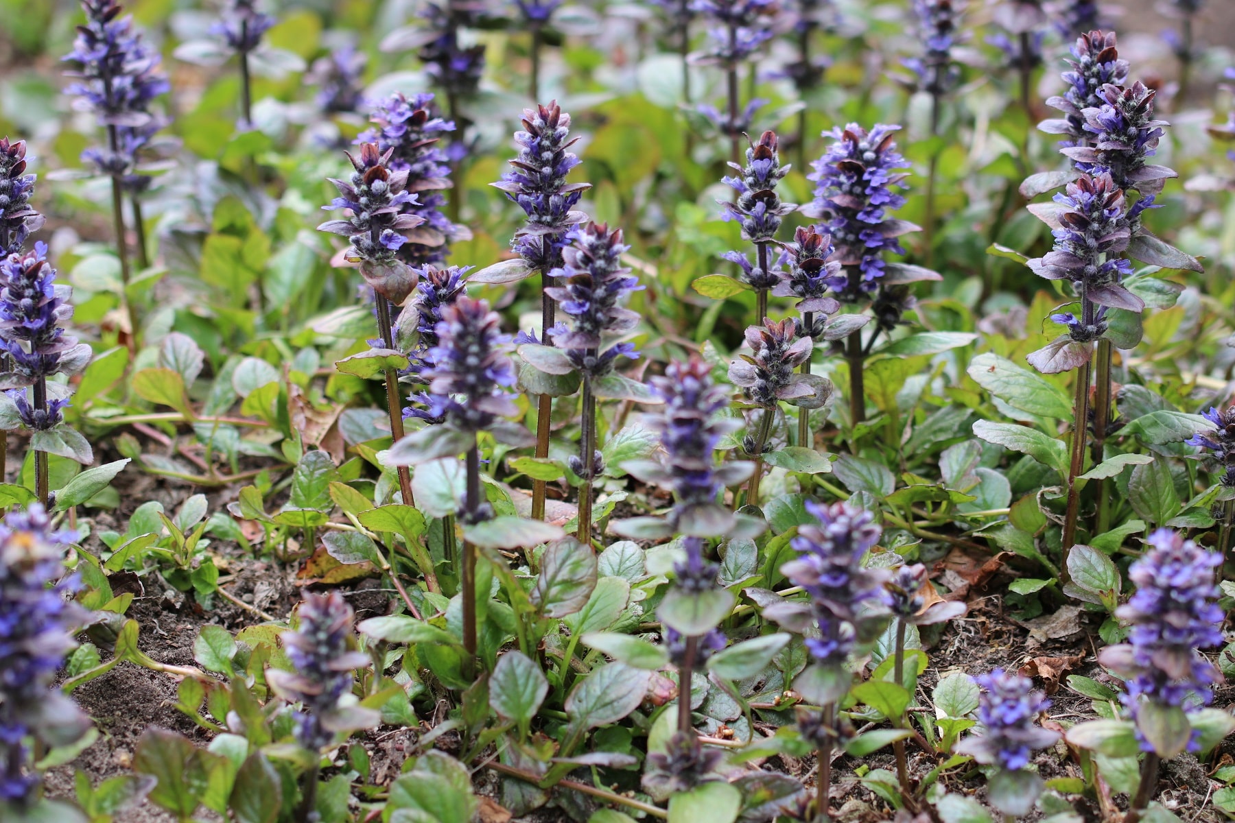 Kriechender Günsel (Ajuga reptans)