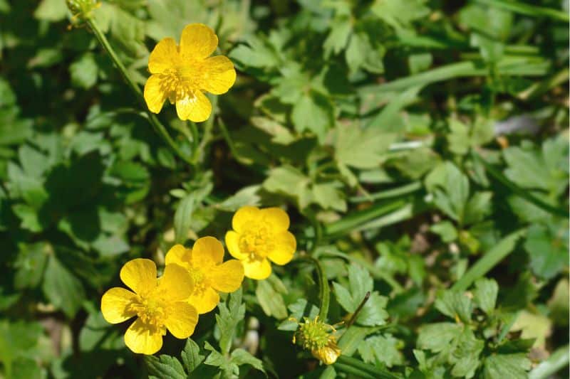 Kriechender Hahnenfuß (Ranunculus repens)