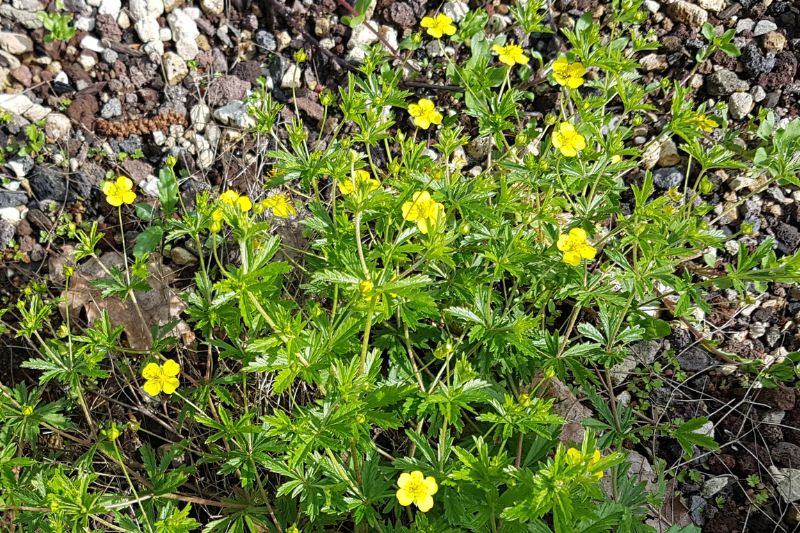 Kriechendes Fingerkraut (Potentilla reptans)