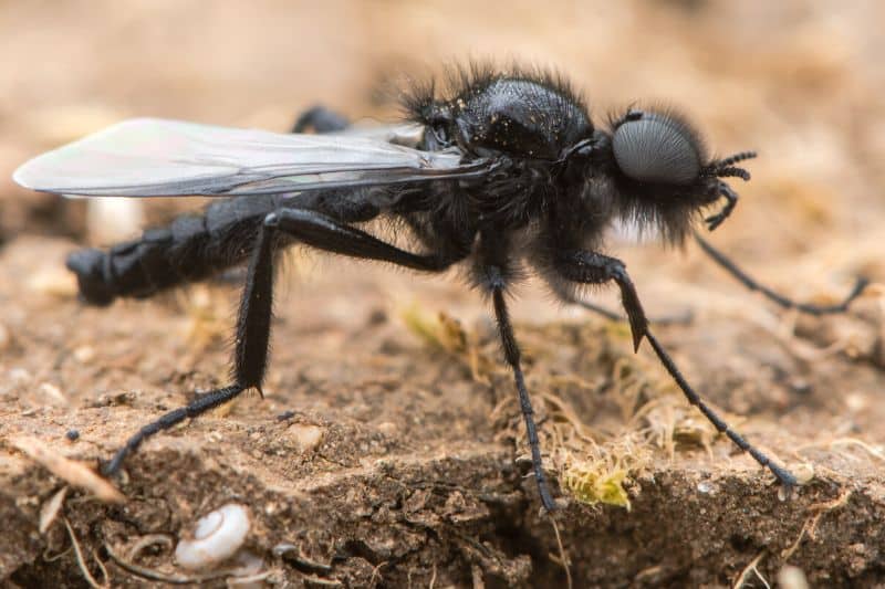 Märzfliege (Bibio marci)