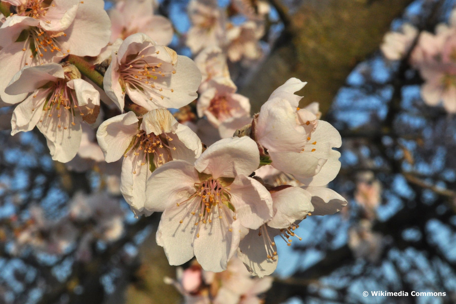 Mandelpfirsich (Prunus x persicoides)