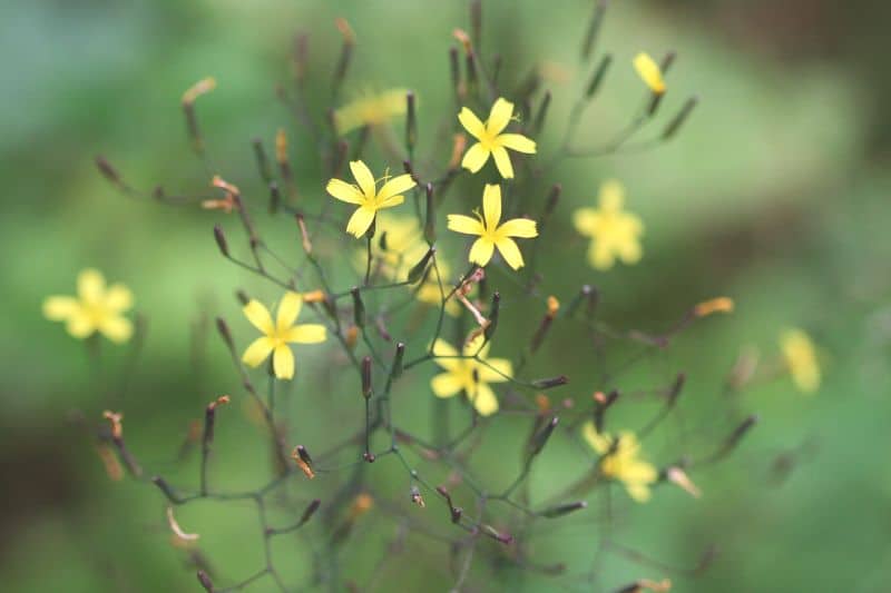 Mauerlattich (Mycelis muralis)