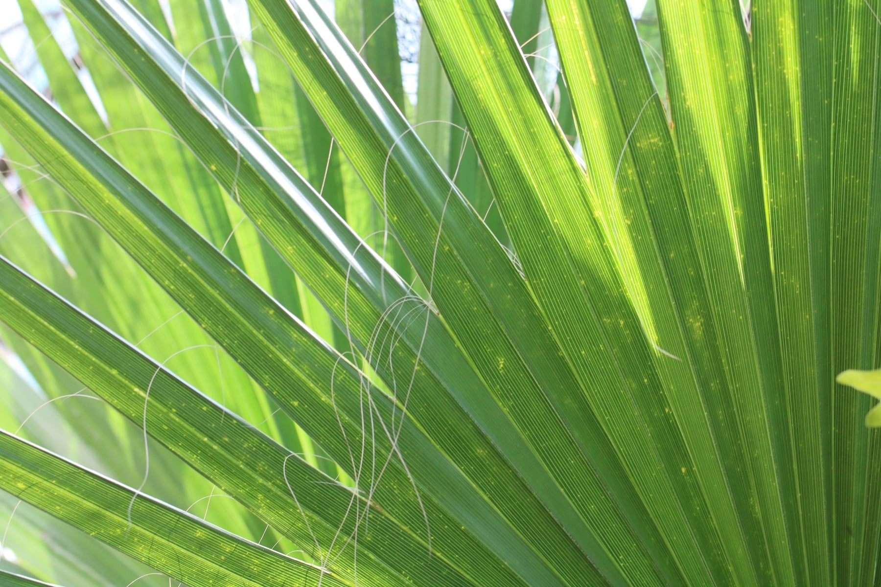 Mexikanische Washingtonpalme (Washingtonia robusta)