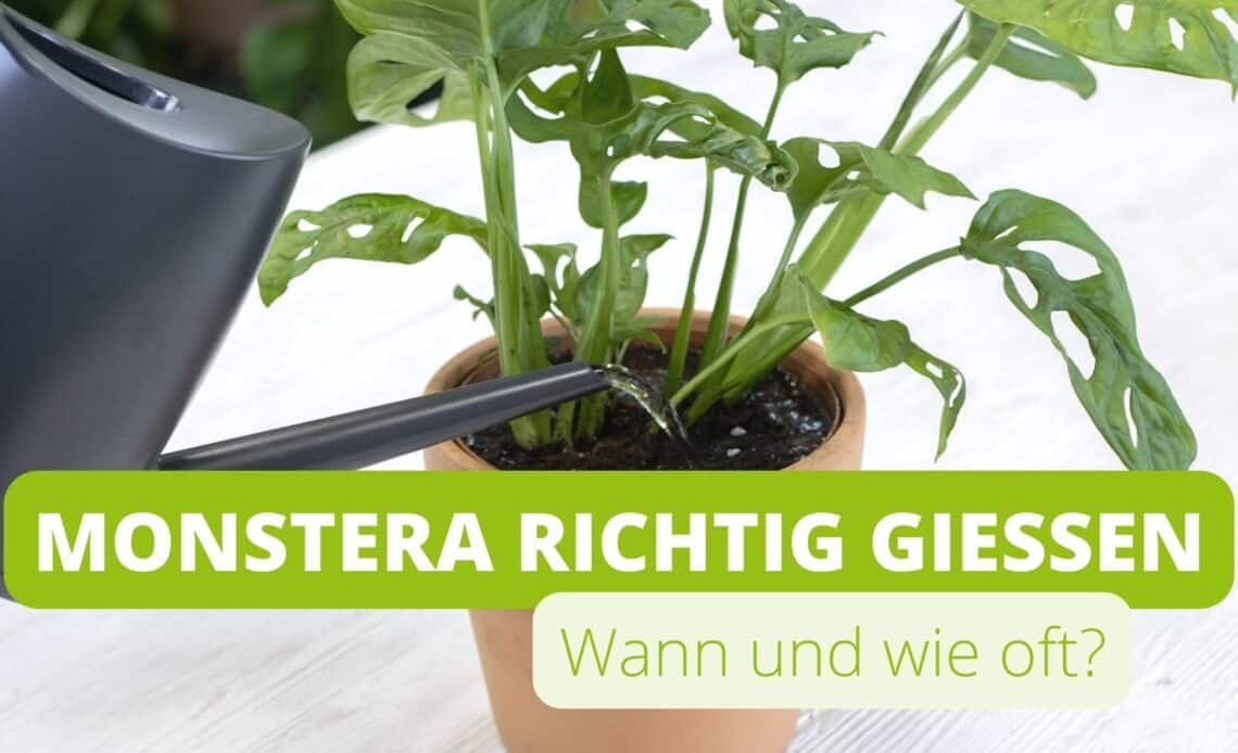 Monstera gießen