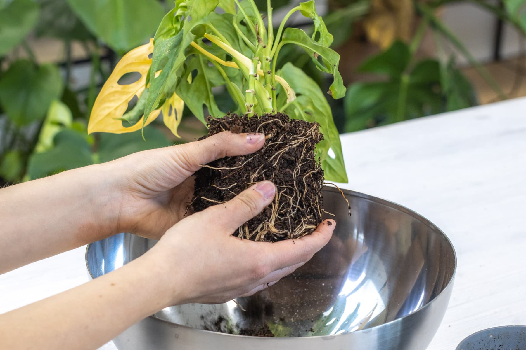 Monstera tauchen