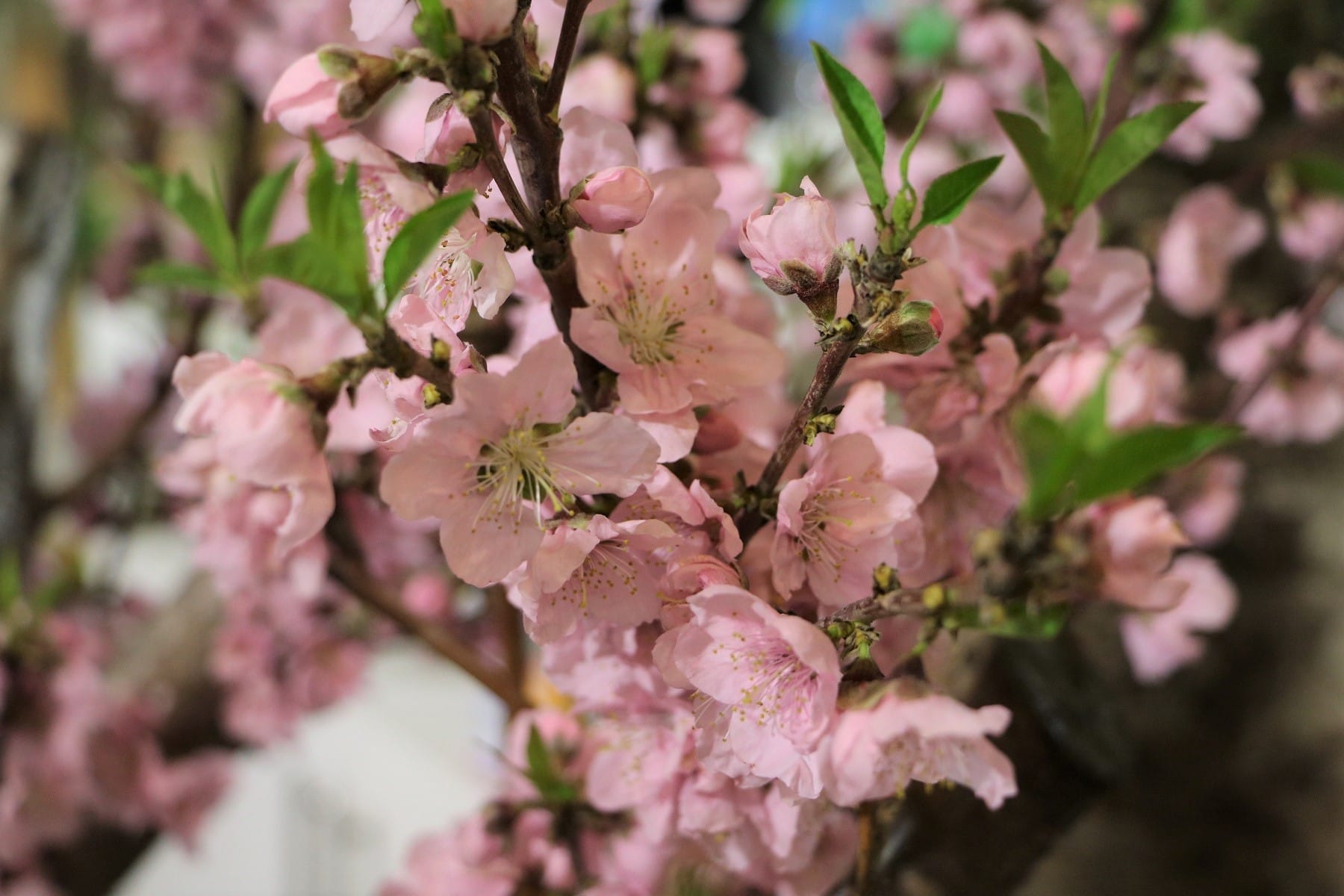 Nektarinenblüte (Prunus persica var. nucipersica)