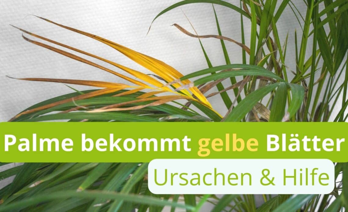 Palme bekommt gelbe Blätter