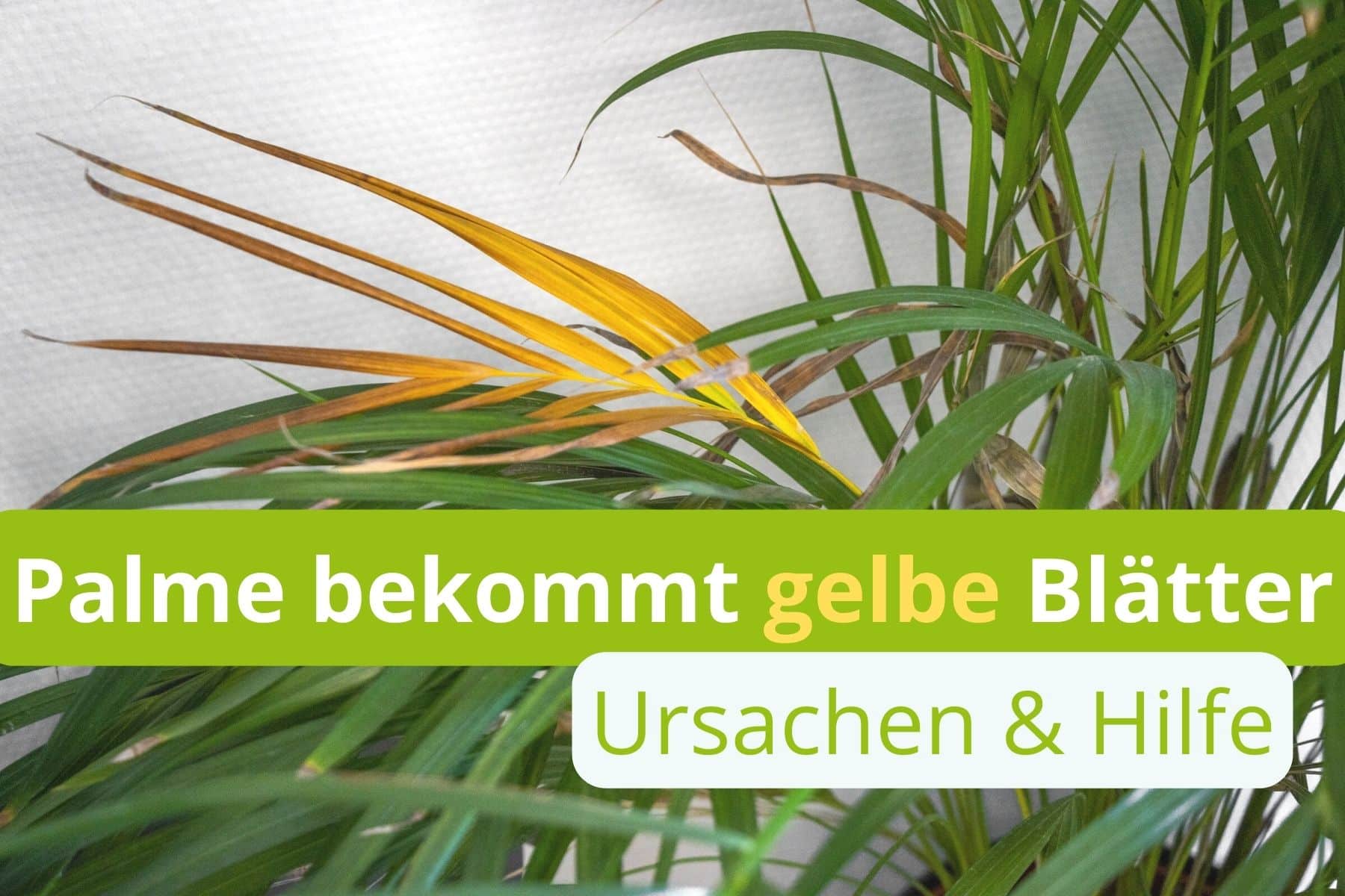 Palme Hat Gelbe Blatter