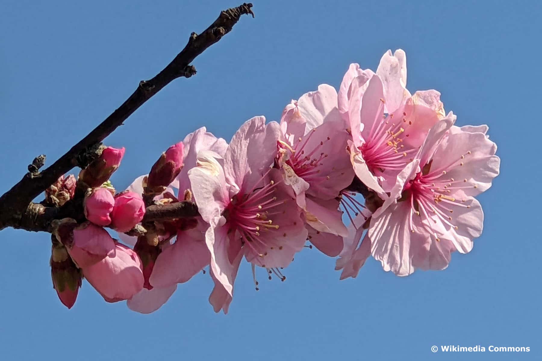 Pfälzer Fruchtmandel (Prunus amygdalus)