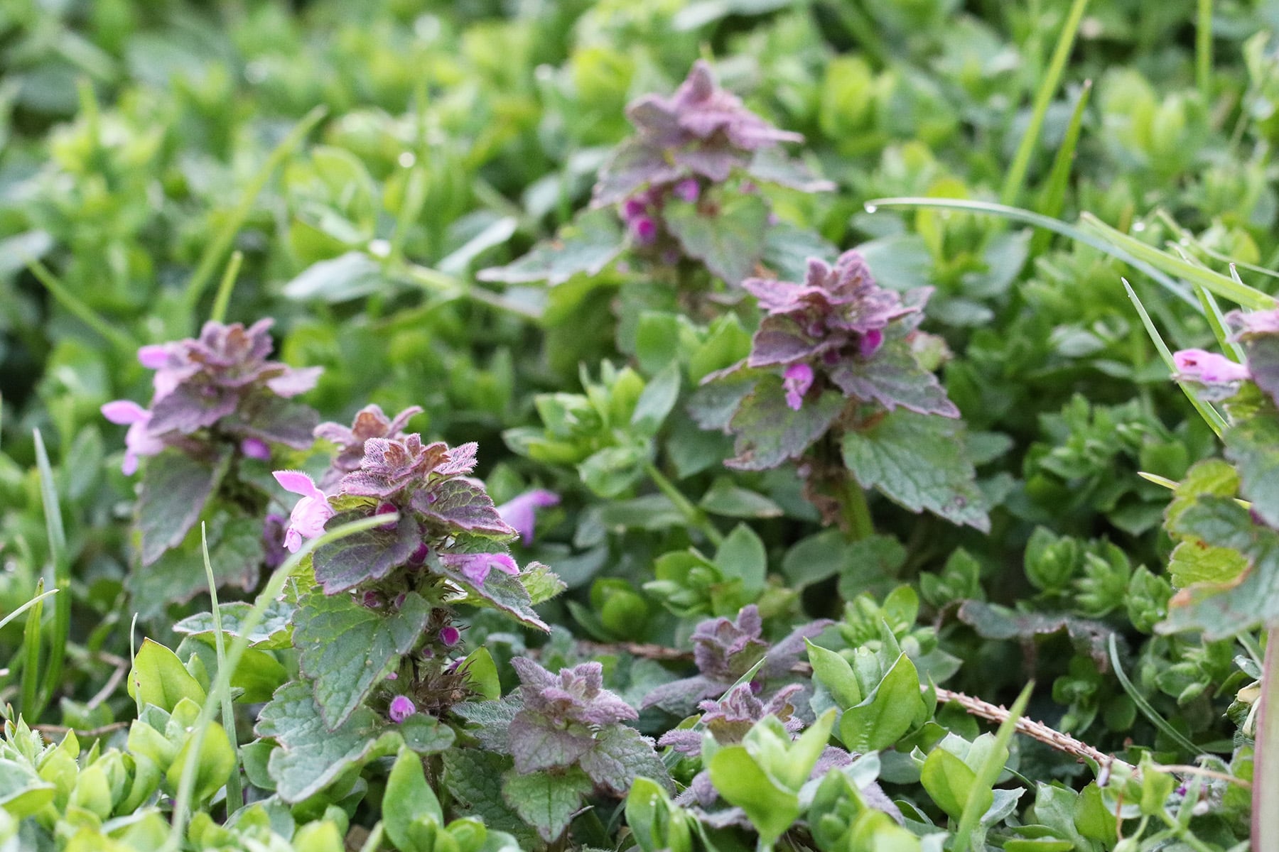 Purpurrote Taubnessel (Lamium purpureum)