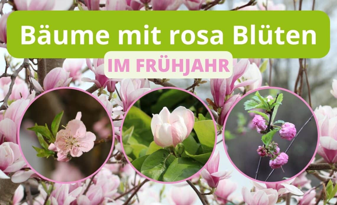 Rosa blühende Bäume im Frühling