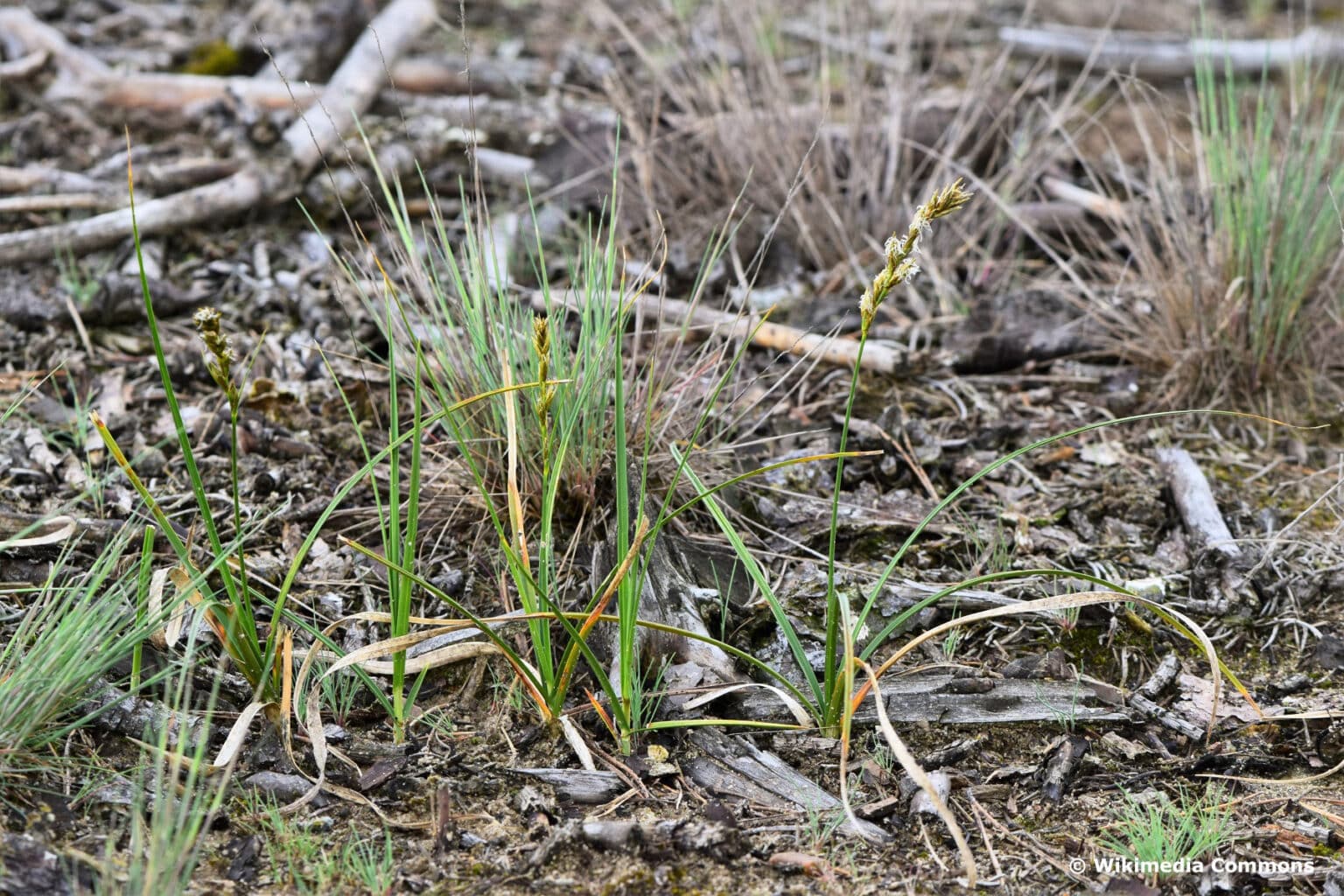 20 immergrüne Gräser ohne Rückschnitt Gartenrat.de
