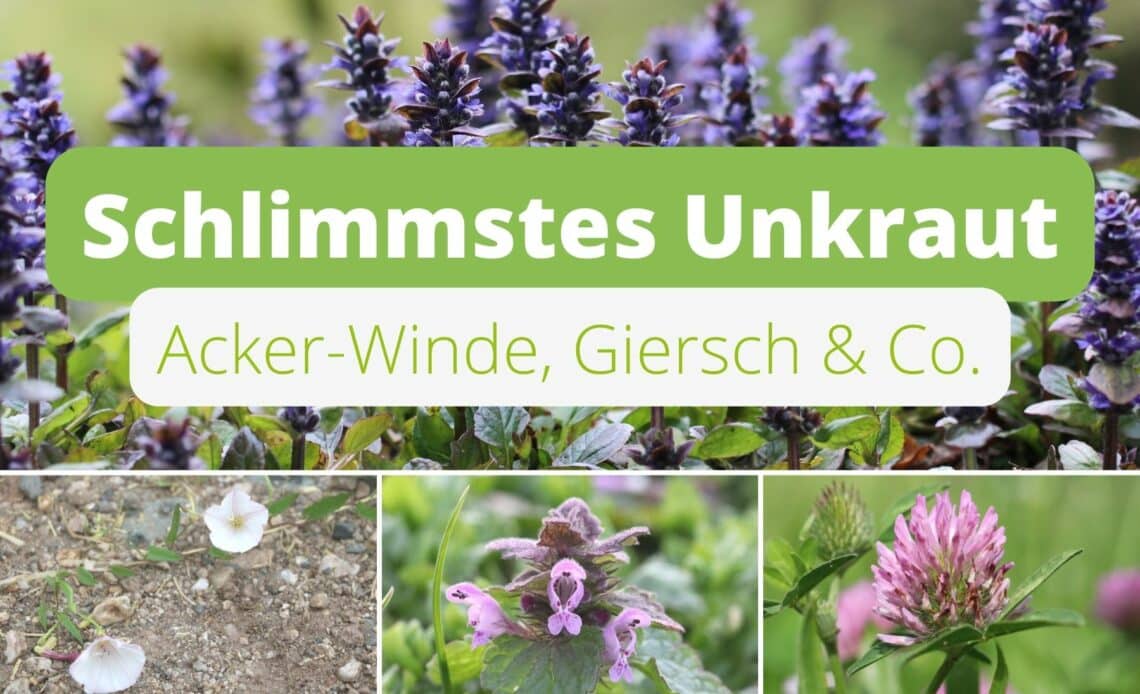 Schlimmstes Unkraut - Bodendeckende Unkräuter