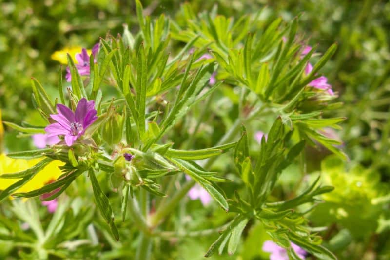 Schlitzblättriger Storchschnabel (Geranium dissectum)