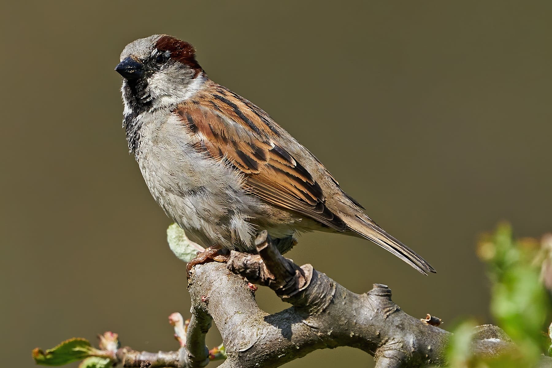 Haussperling (Passer domesticus) auf Ast