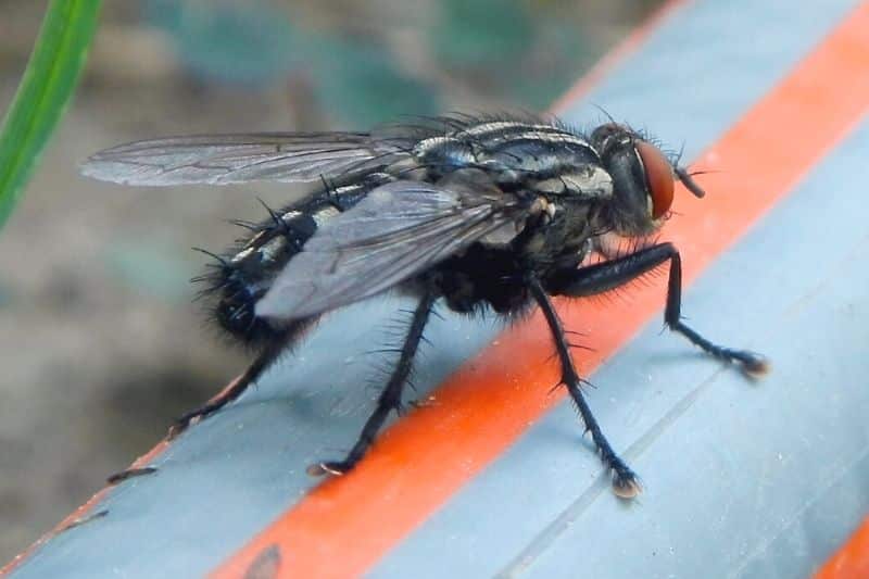 Stubenfliege (Musca domestica)