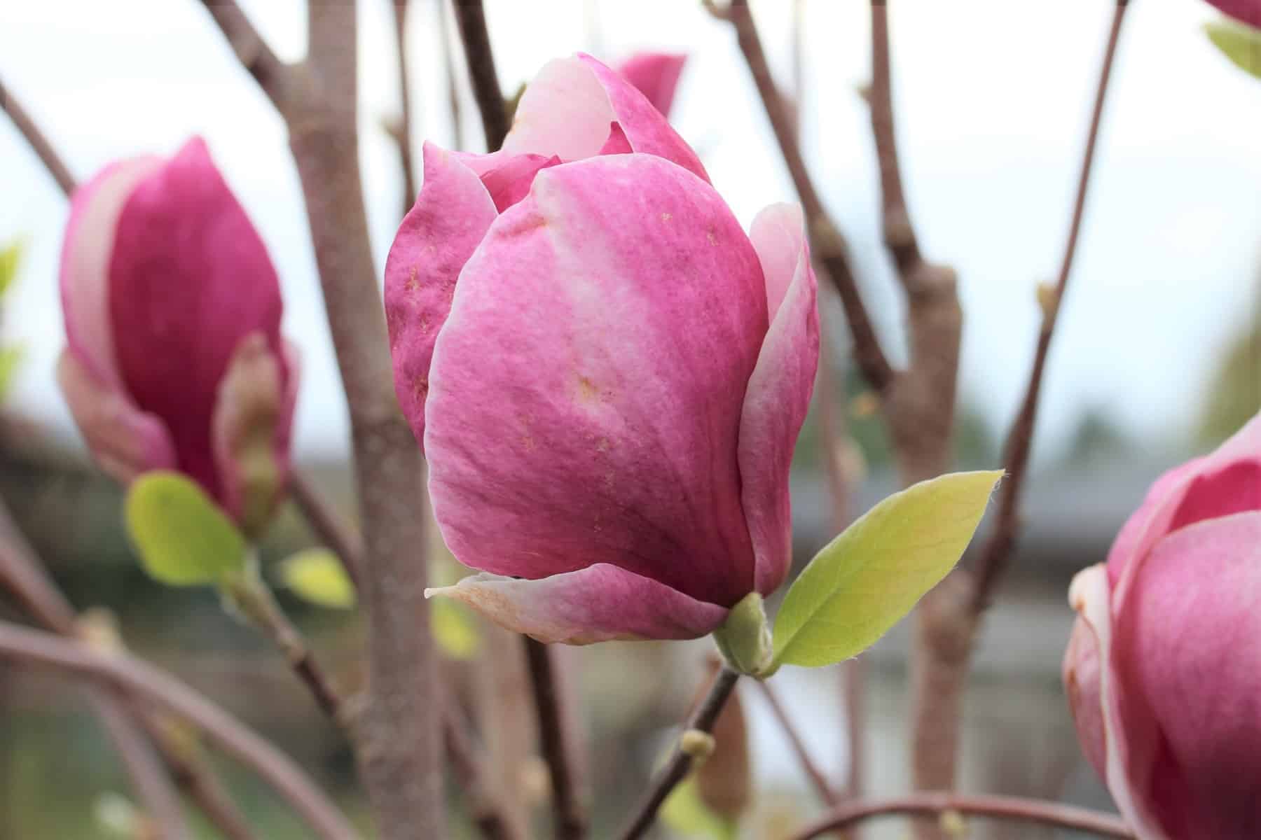 Tulpen-Magnolie (Magnolia soulangeana)