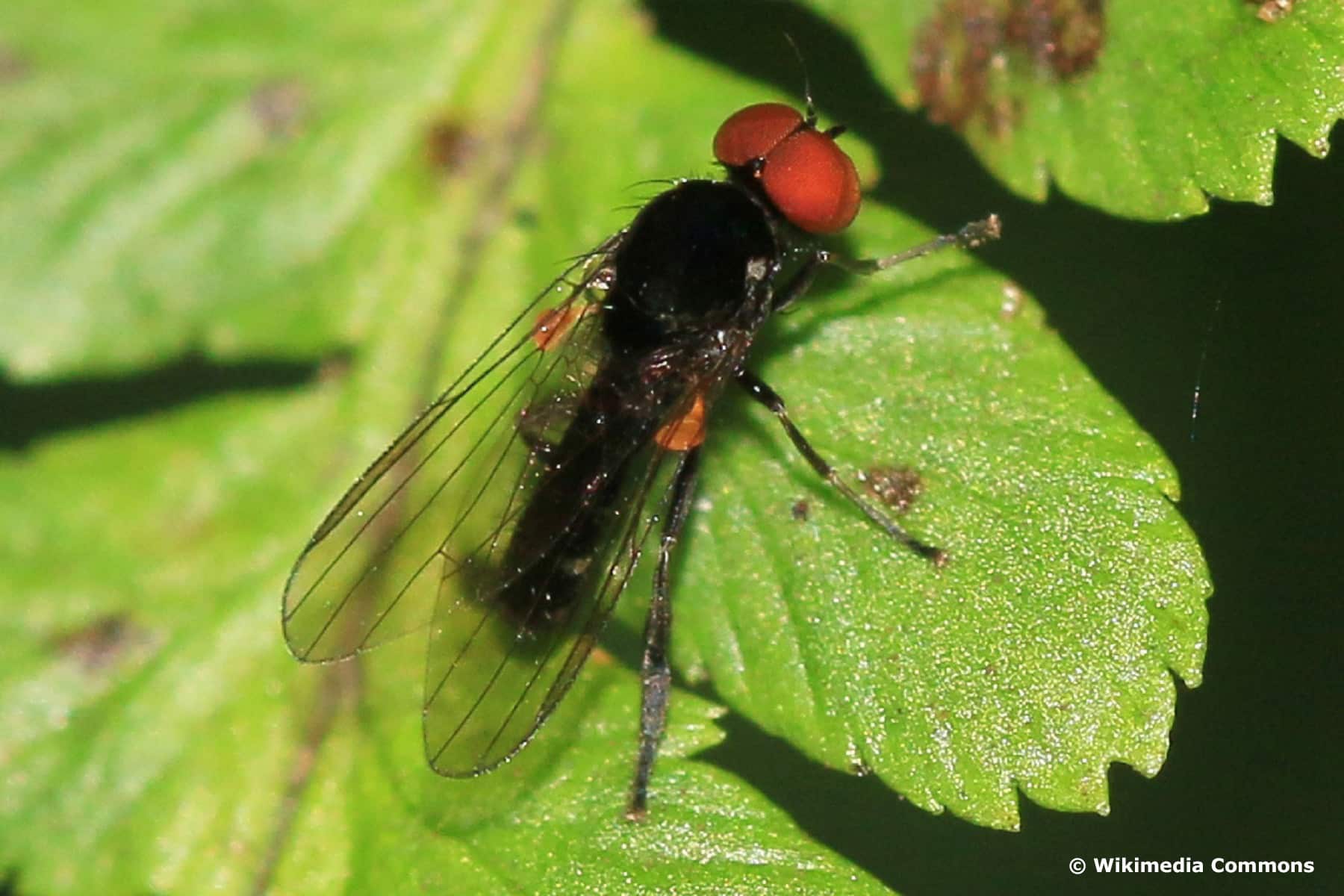 Tummelfliege (Callomyia amoena)