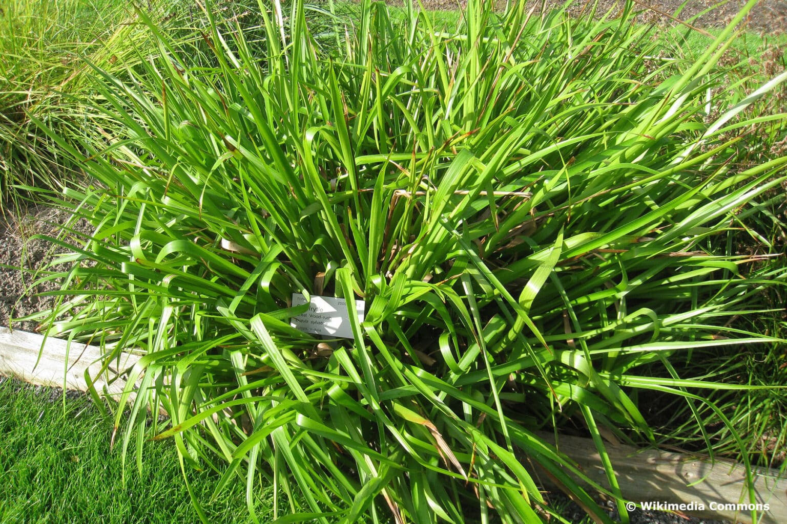 20 immergrüne Gräser ohne Rückschnitt - Gartenrat.de