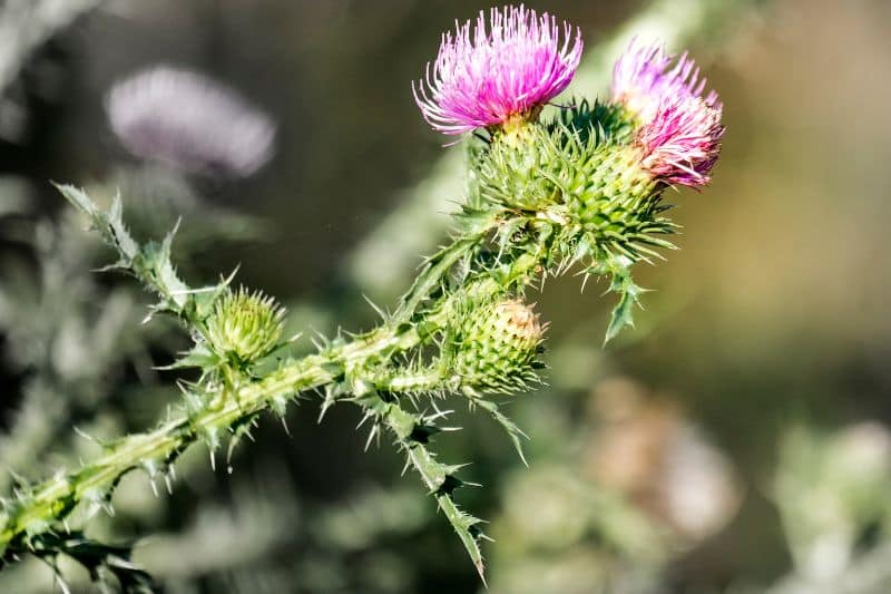 Weg-Distel (Carduus acanthoides)