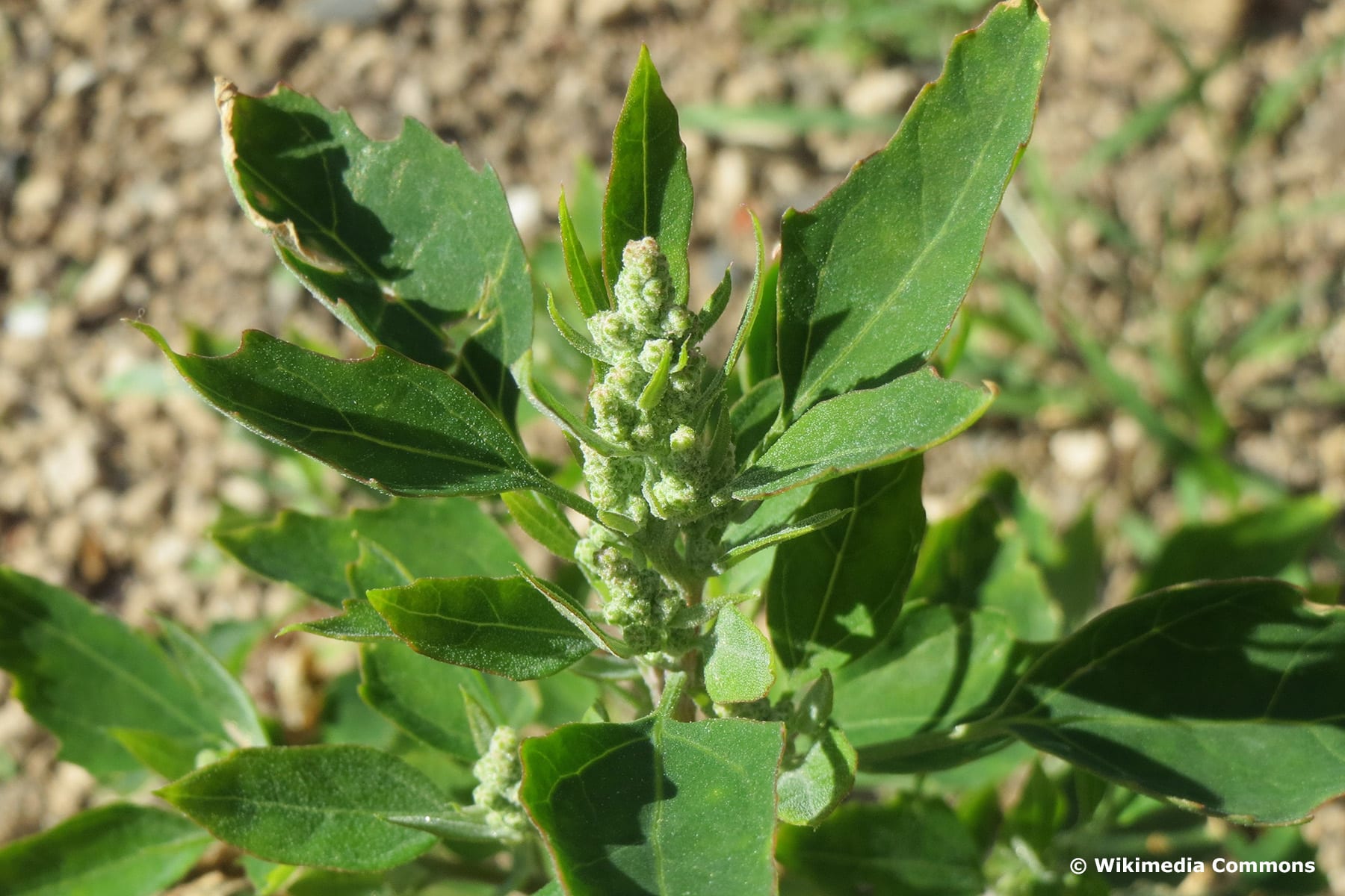 Weißer Gänsefuß (Chenopodium album)