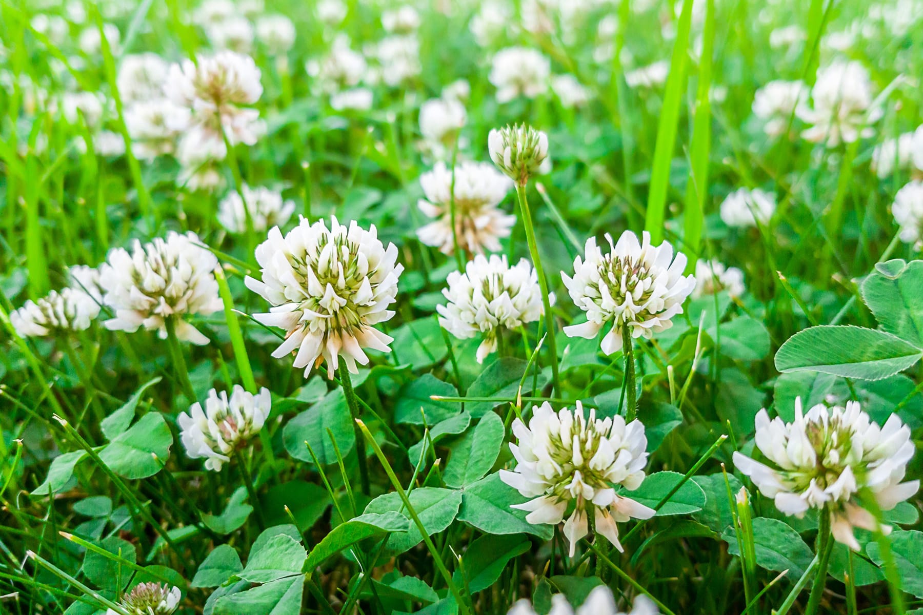 Weißklee (Trifolium repens)