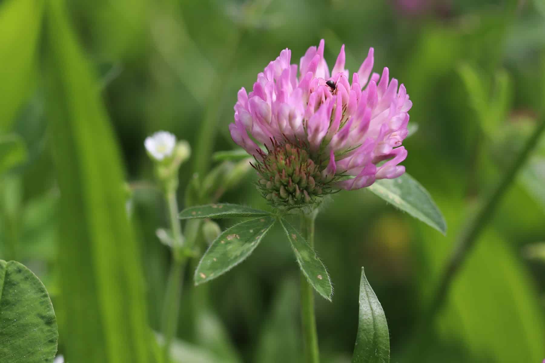 Wiesenklee (Trifolium pratense)