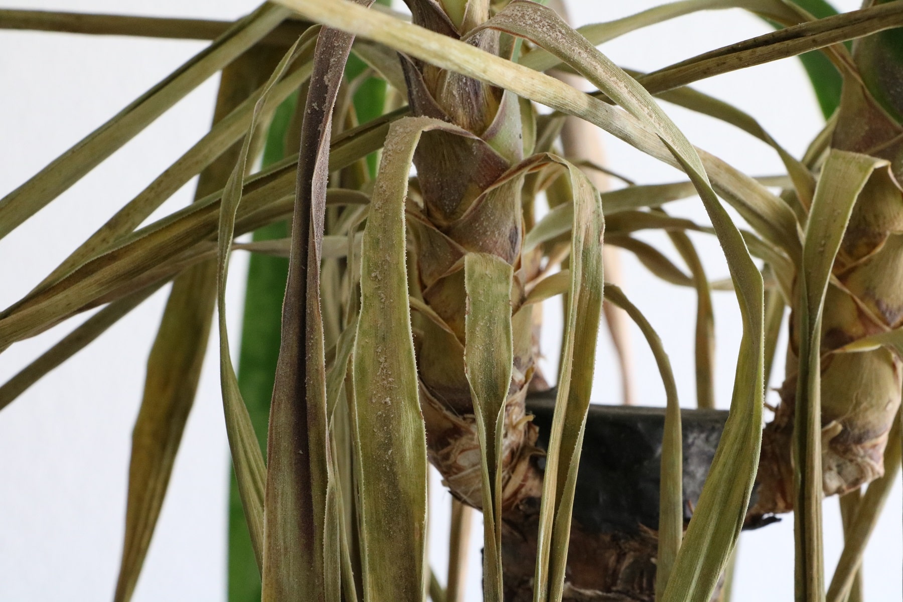 Gelbe und braune Blätter sowie Schimmel an Yucca-Palme