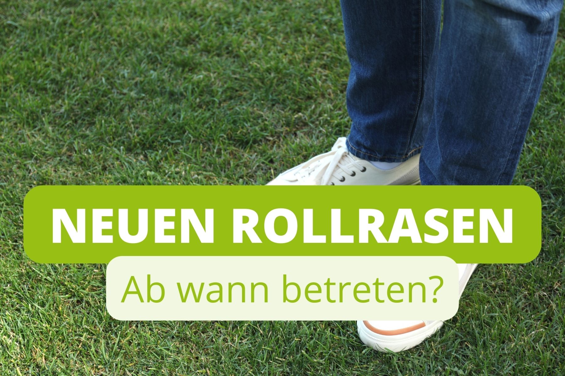 Wann Rollrasen Mhen