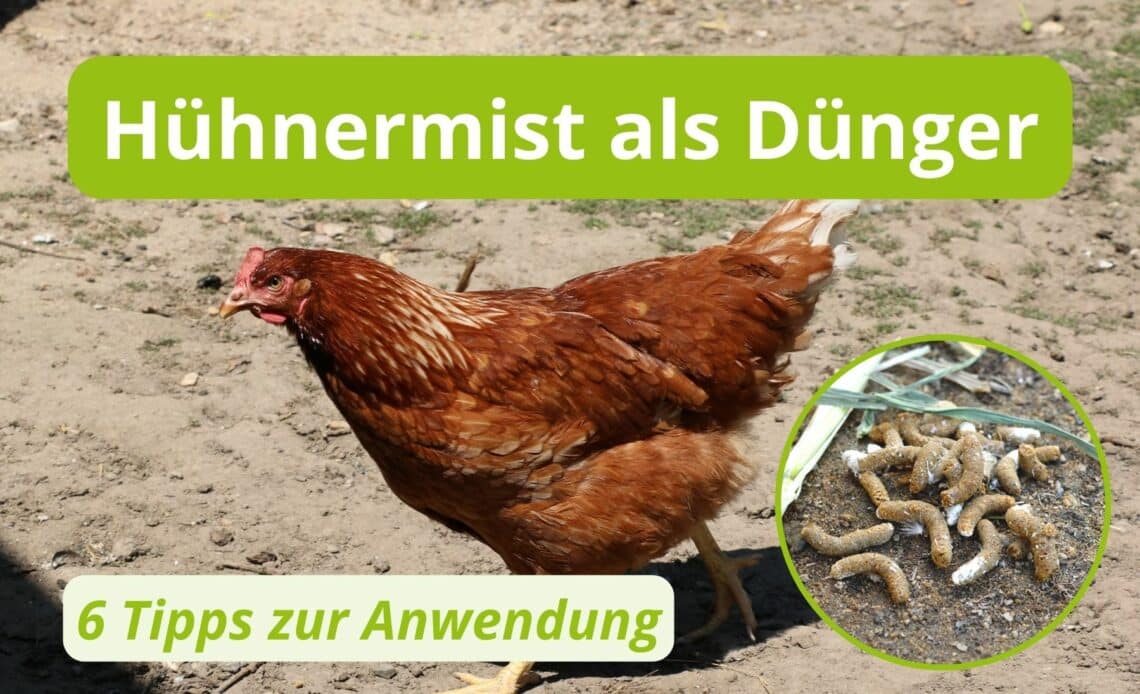 Hühnermist als Dünger