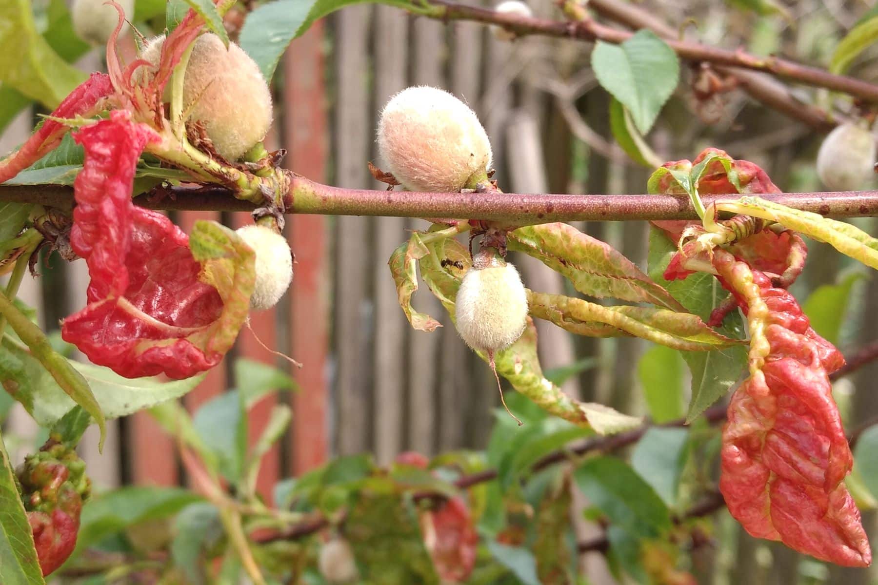 Kräuselkrankheit am Pfirsichbaum