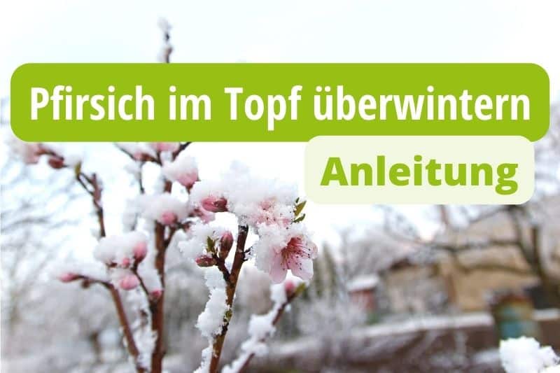 Pfirsich im Topf überwintern