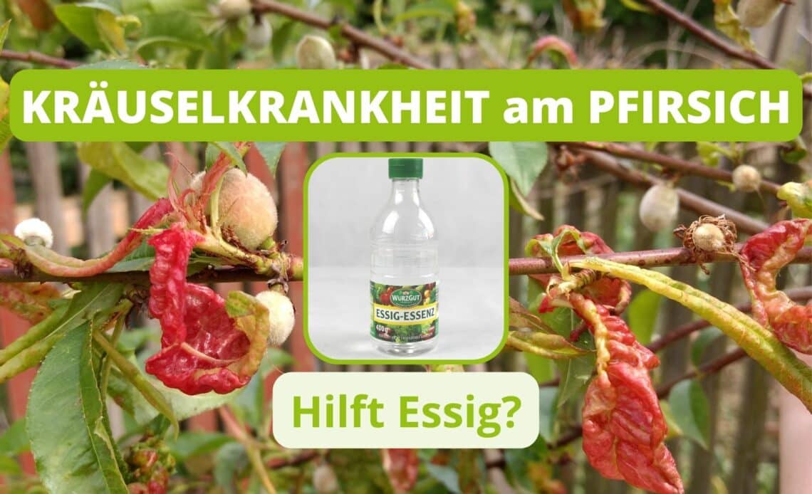 Hilft Essig gegen Kräuselkrankheit am Pfirsichbaum