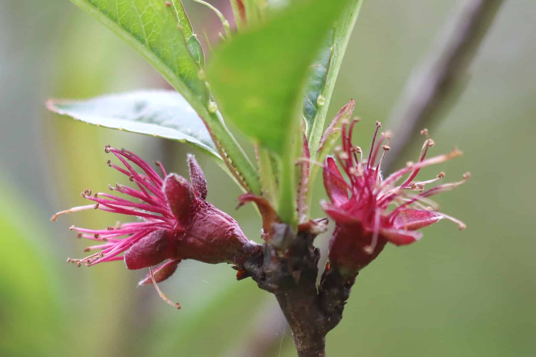 Frisch aufgebrochene Pfirsichblüte