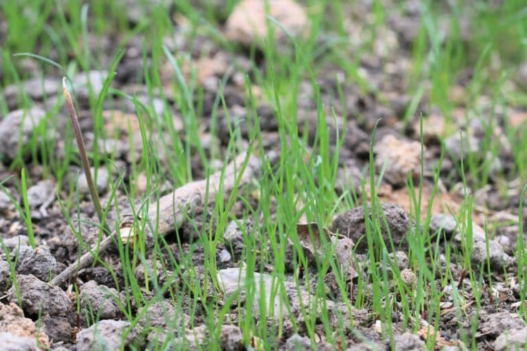 Rasen säen bei 5 Grad ist das möglich? Gartenrat.de
