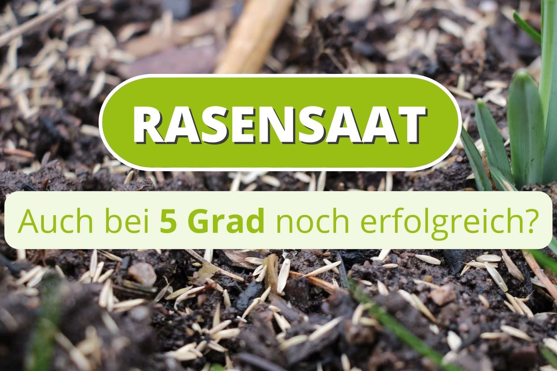 Rasen säen bei 5 Grad ist das möglich? Gartenrat.de