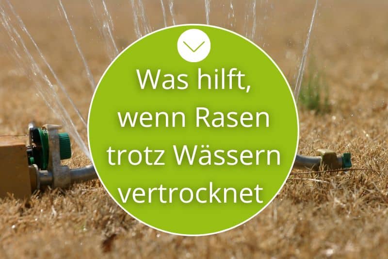 Rasen vertrocknet trotz Wässern