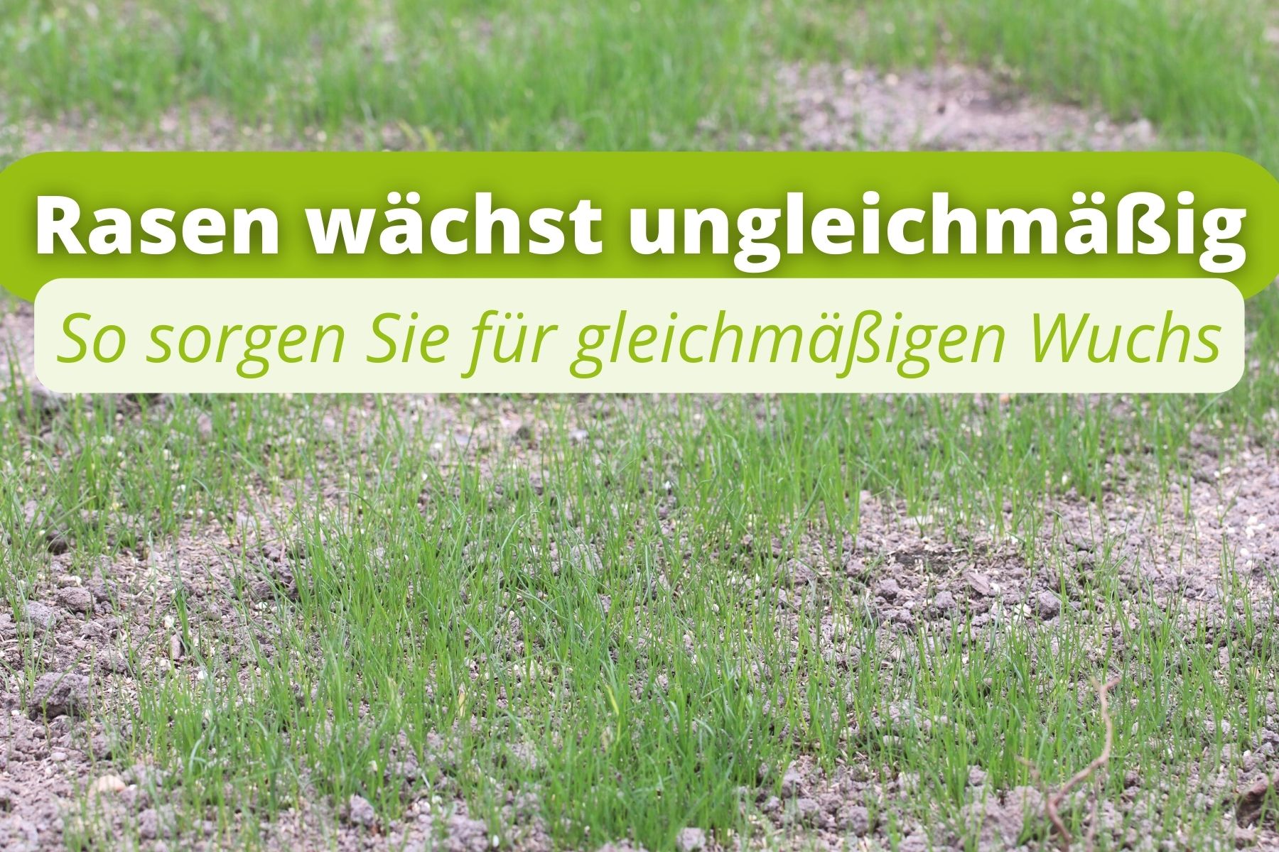 Rasen wächst ungleichmäßig das können Sie tun Gartenrat.de