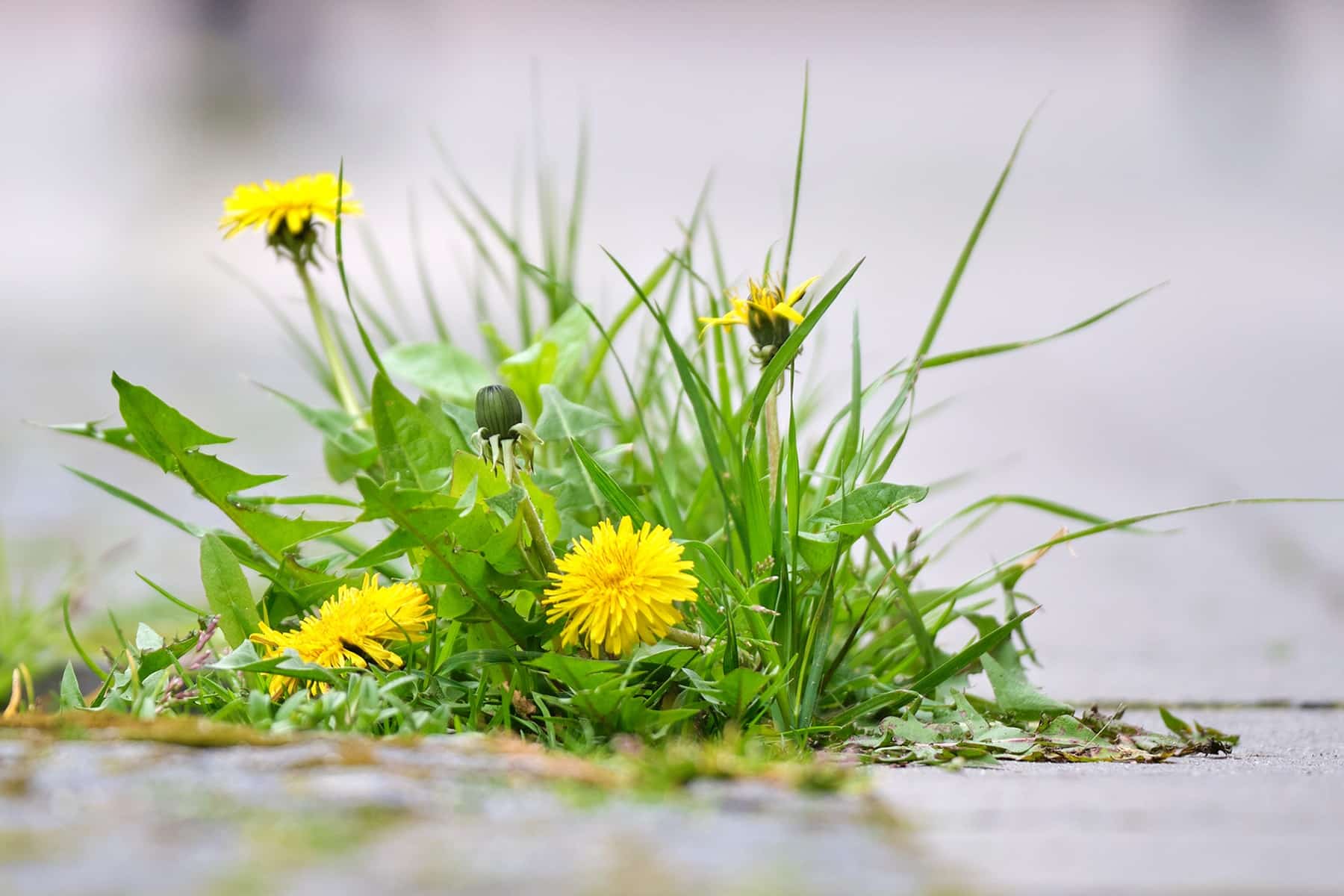 Löwenzahn zwischen Steinen auf Gehweg