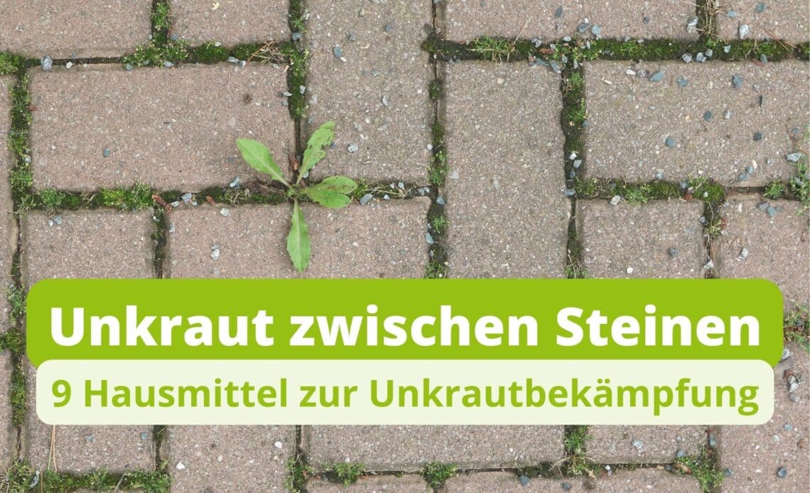 Unkraut zwischen Steinen entfernen