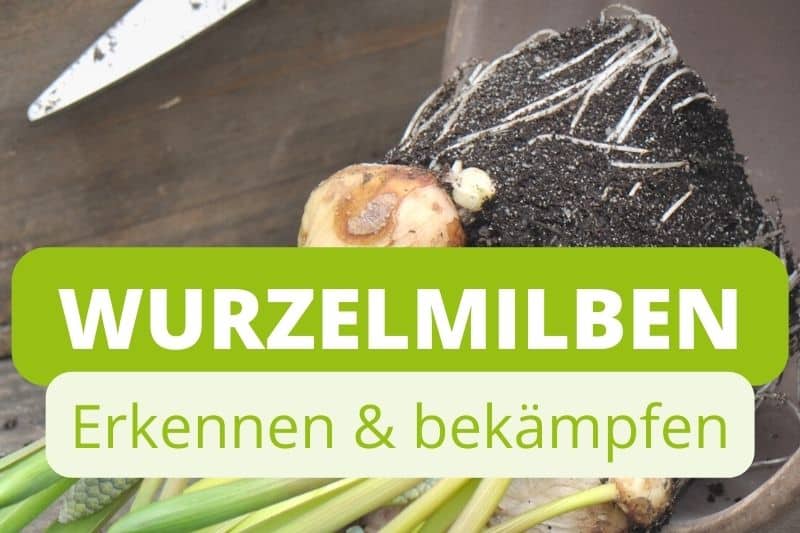 Weiße Milben - Wurzelmilben an Hyazinthe