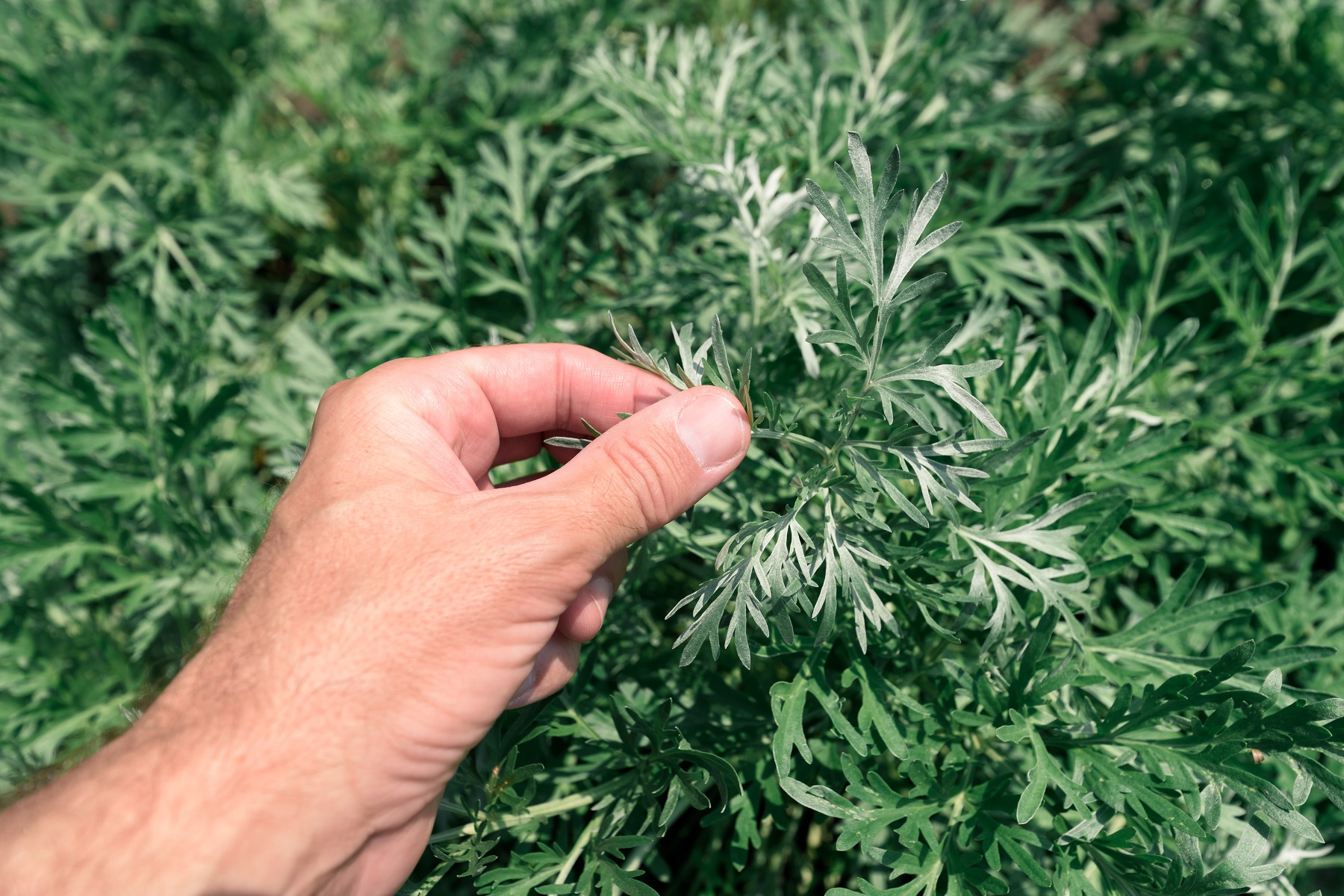 Wermutkraut (Artemisia absinthium) hilft gegen weiße Milben an Pflanzen