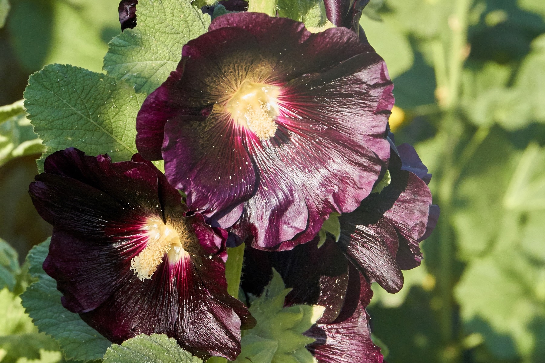 Stockrose "Nigra"