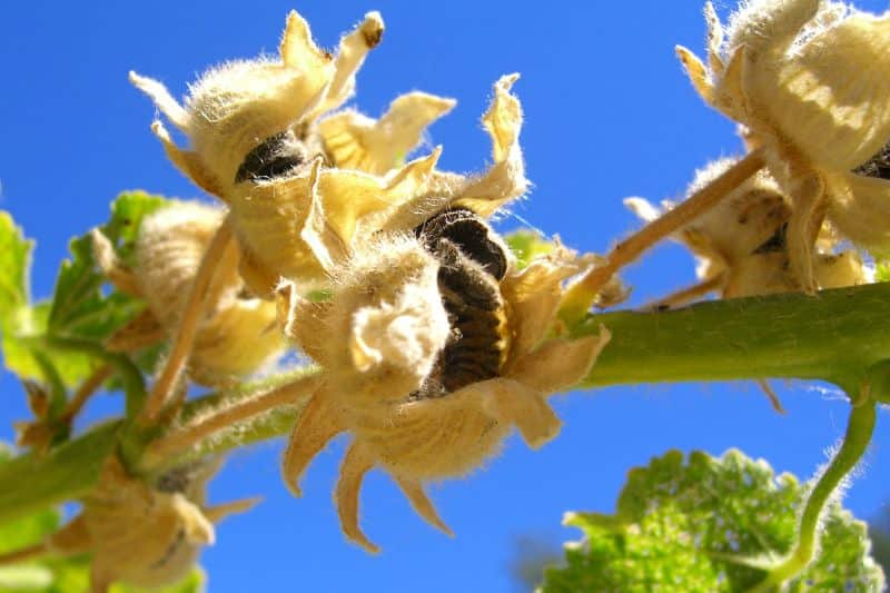 Samenschoten an Stockrose