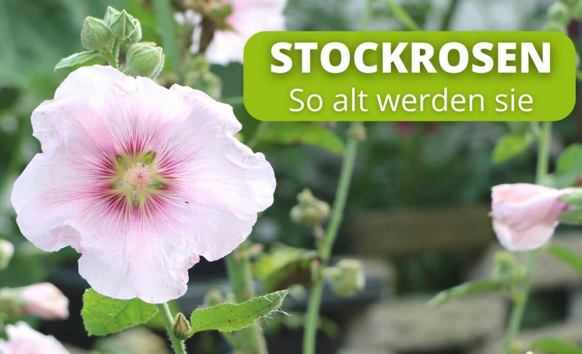 Wie alt werden Stockrosen