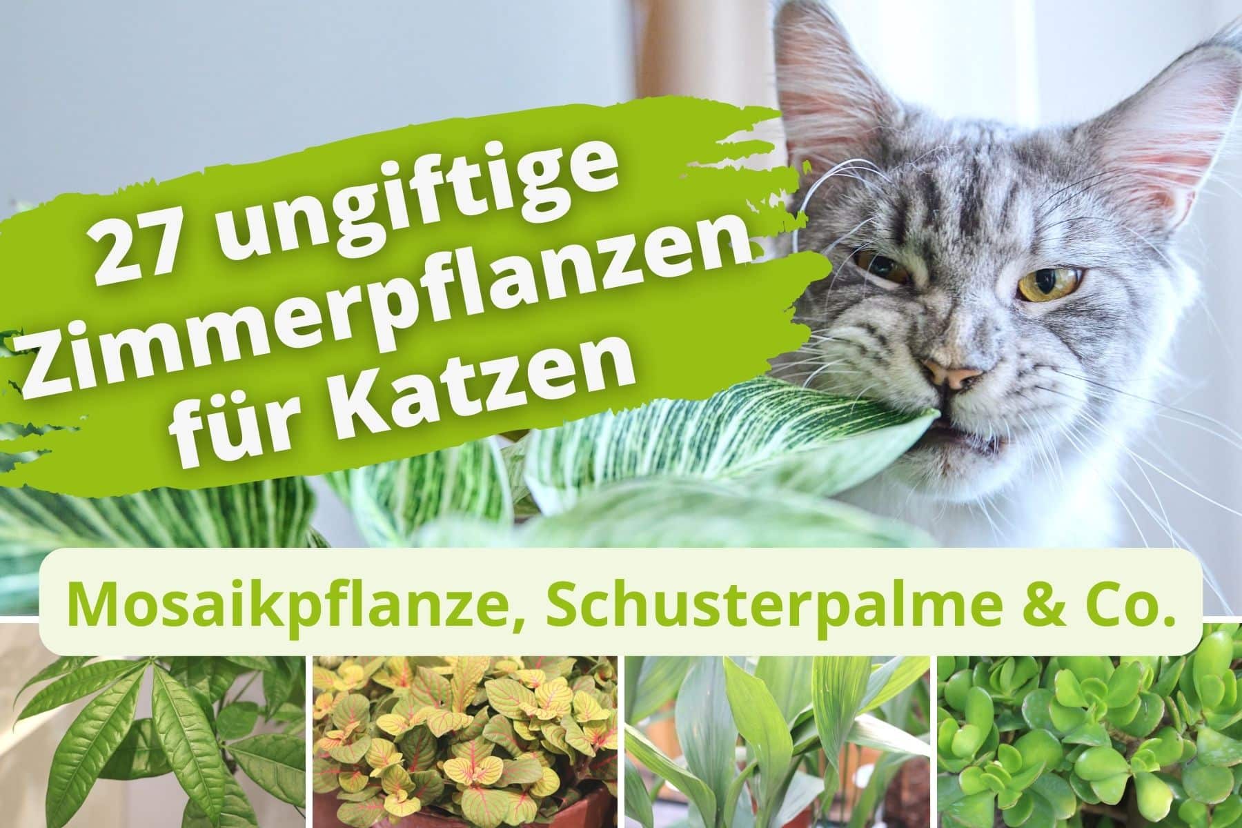 27 ungiftige Zimmerpflanze für Katzen Gartenrat.de